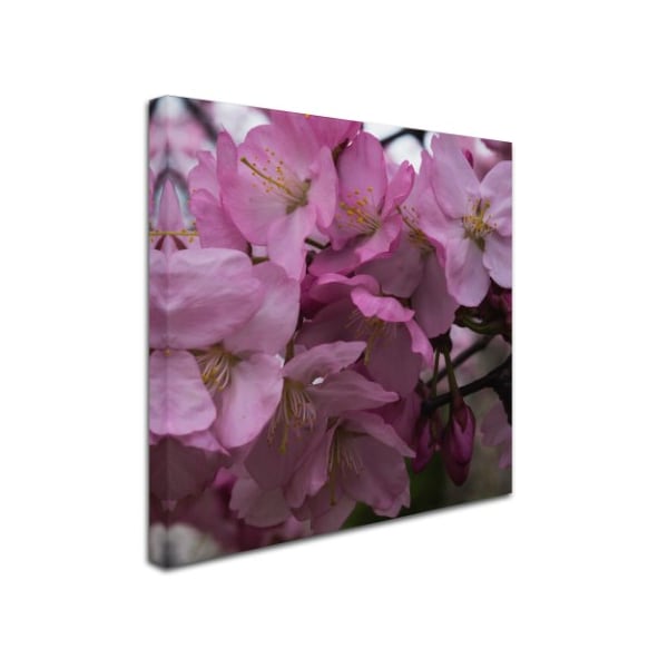 Kurt Shaffer 'Cherry Blossom Cluster' Canvas Art,24x24